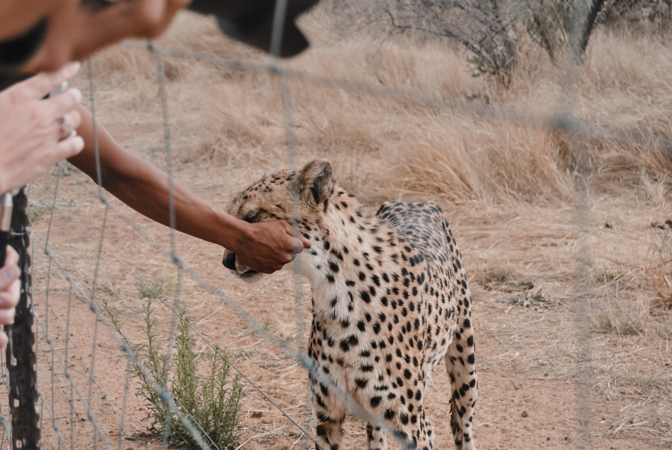 Cheetah Petting Zoo