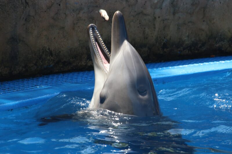 Feed & Swim with Dolphins